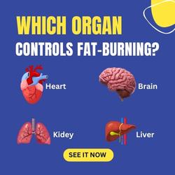 Which Organ Controls Fat Burning find out with this Dissolving Fat Mediterranean Weight Loss Secret Liv Pur program